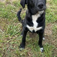 Labrador Mix Hans, Hund zur Adoption
