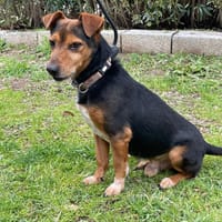 Bau sucht Happy-Home, Hund zur Adoption