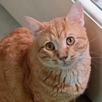MIO sucht ein neues Zuhause, Kater zur Adoption