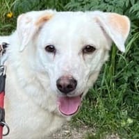 CLARA  bereit für ihr neues Leben, Hündin zur Adoption