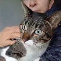 Süsse SISSY sucht ihren Menschen, Katze zur Adoption