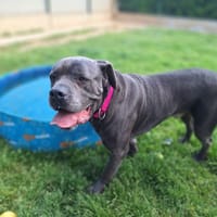 REGLISSE, chien à adopter