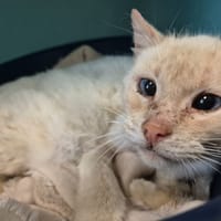 PARKINSON QCT, chatte à adopter