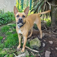 Saïka, chienne à adopter