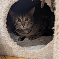 STITCH A17371, chat à adopter