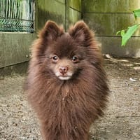 VIKO, chien à adopter