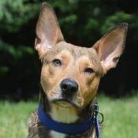 RORONOA CHAO, chien à adopter