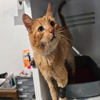 FUGEES (réservé), chat à adopter