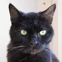 Bébé Noir, chat à adopter