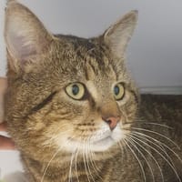 Guitoune, chat à adopter
