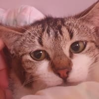Yelle (en cours d'adoption), chatte à adopter