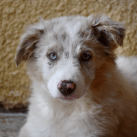 Atlas, chienne à adopter
