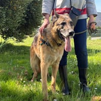 NEMO, chien à adopter