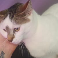 Kitkat (en cours d'adoption), chat à adopter