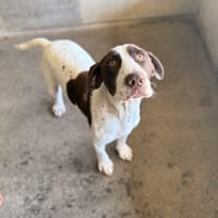 SATOSHI, chien à adopter