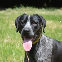USOPP CHAO, chien à adopter