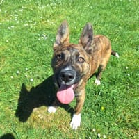 ANGE (PROMIS), chien à adopter