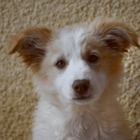 Nova (en cours d'adoption), chienne à adopter