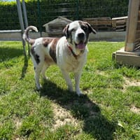 GROUVER, chien à adopter