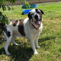 GROUVER, chien à adopter