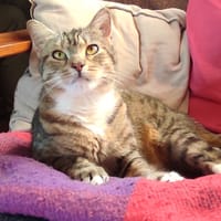 maelle, chatte à adopter