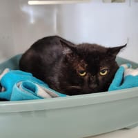 LOOPER, chat à adopter