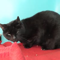 GYPSY, chat à adopter