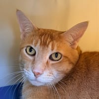 HARRY, chat à adopter