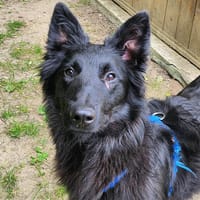 ATCHOUM, chien à adopter