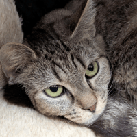 JANETTE A17372, chatte à adopter