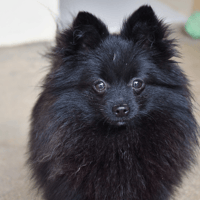 Blacks (en cours d'adoption), chienne à adopter