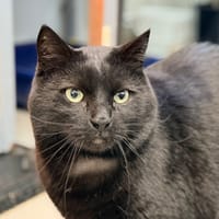 BIRUS, chat à adopter
