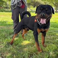 AIKO, chien à adopter