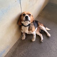 GABOR, chien à adopter
