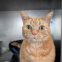 AUTOMNE, chat à adopter