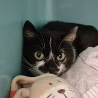 GERIA QCT, chatte à adopter