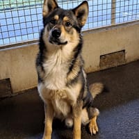 Tioumen dit RULLY, chien à adopter