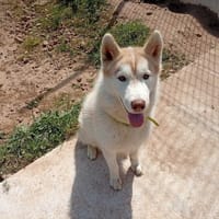 Bethoven, chien à adopter