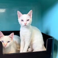 CALLIOPE et ATHENA, chatte à adopter