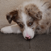 Orion, chien à adopter