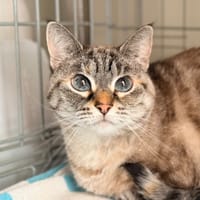 GAÏA, chatte à adopter