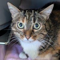 PITOUCHE, chatte à adopter
