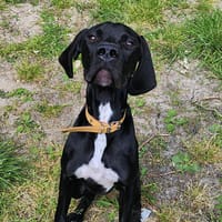 DARIUS, chien à adopter