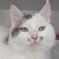 Macchiato, chat à adopter