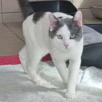 CHARLY, chat à adopter