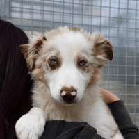 Vostok, chien à adopter
