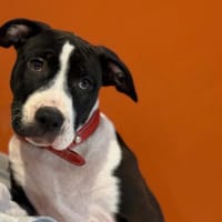 FREYA, chienne à adopter