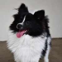 June, chien à adopter