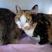 EUPHORBE, chatte à adopter