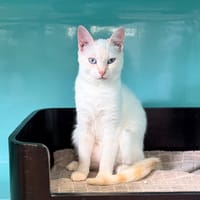 ATHENA et CALLIOPE, chatte à adopter